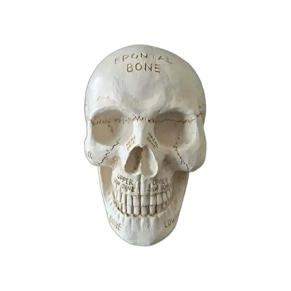New Anatomical Human Skull Labeled Bones Medical Halloween Figurine Decor